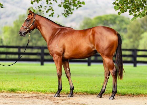 Lot 375: Snitzel / La Mexicana