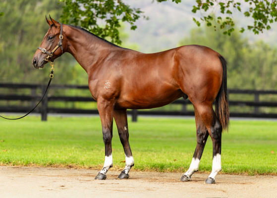 Lot 376: Zoustar / Lady Athena (FR)
