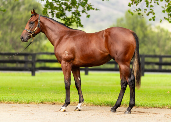 Lot 389: Zoustar / Lesley's Choice