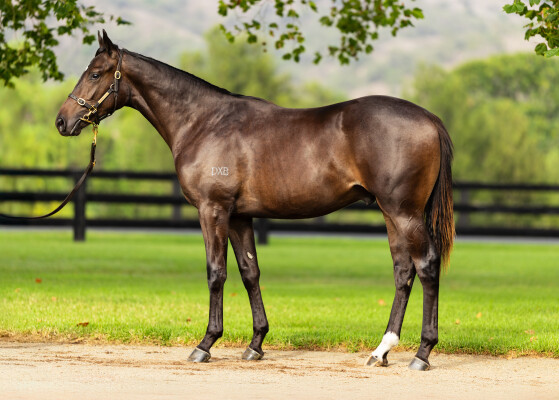 Lot 416: Wootton Bassett (GB) / Maraam