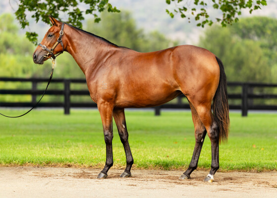 Lot 432: Dundeel (NZ) / Miss Admiration