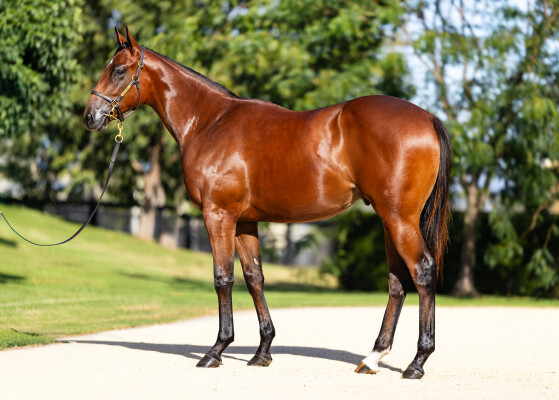Lot 71: Extreme Choice / Second Time Lucky (NZ)