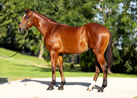 Lot 101: I Am Invincible / Single Sapphire