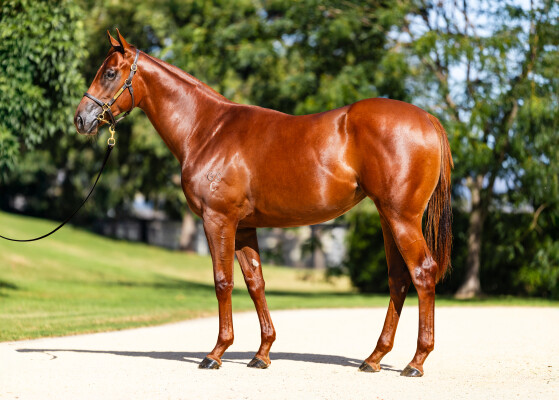 Lot 117: Extreme Choice / Speak Fondly