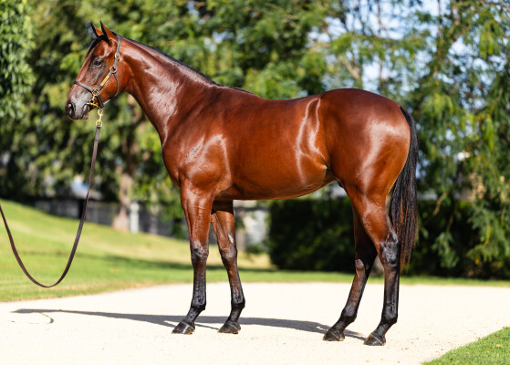 Lot 119: Capitalist / Speedboat