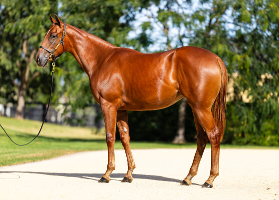 Lot 156: Snitzel / Too Good Too Hard