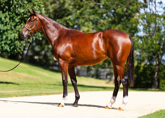 Lot 218: Toronado (IRE) / Annavisto (NZ)