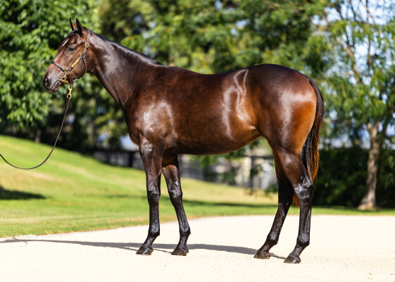 Lot 235: Artorius / Boujie Girl (USA)