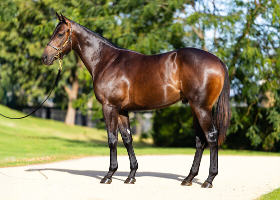 Lot 251: I Am Invincible / Chanteline (USA)