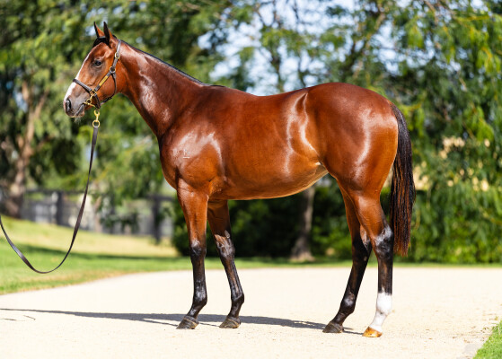 Lot 255: Extreme Choice / Cicatrix (USA)