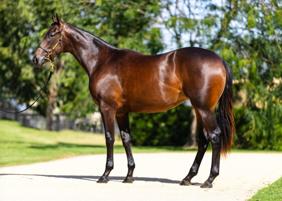 Lot 281: I Am Invincible / Edith Piaf (IRE)