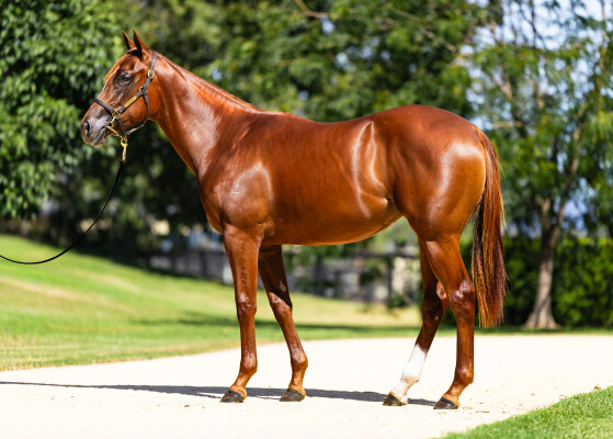 Lot 321: Extreme Choice / Foxy Housewife