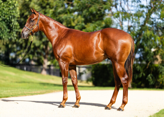 Lot 327: Extreme Choice / Giza Goddess (USA)
