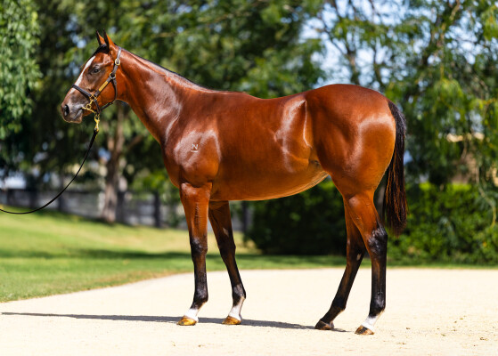 Lot 357: Extreme Choice / Istanford (USA)