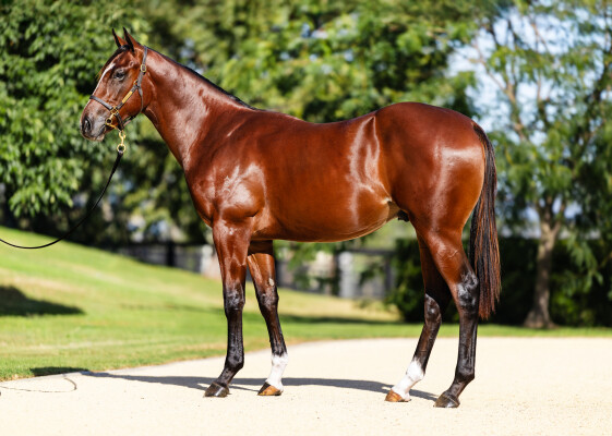 Lot 395: Per Incanto (USA) / London Express (NZ)