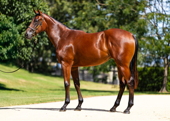 Lot 425: Capitalist / Menagerie