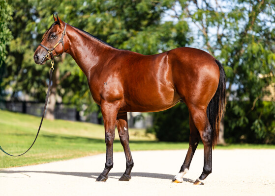Lot 436: Extreme Choice / Miss Exfactor