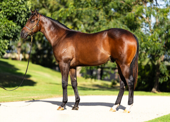 Lot 449: Ole Kirk / Moroccan Rose