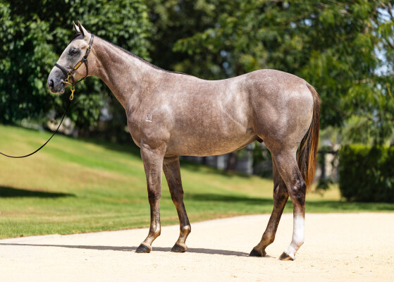 Lot 450: Extreme Choice / Mrs Ramona G (USA)