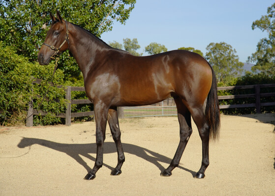 Lot 80: Too Darn Hot (GB) / Seracena