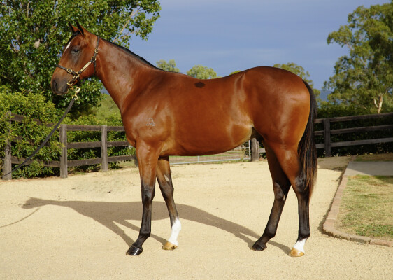 Lot 84: Snitzel / Seventhchic