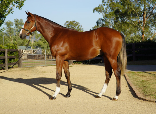 Lot 100: Dundeel (NZ) / Singing Sword