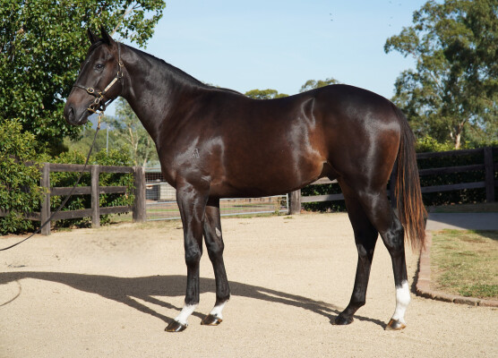 Lot 264: Maurice (JPN) / Dariawa (FR)