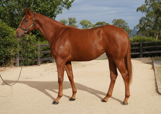 Lot 367: Justify (USA) / Kaiken