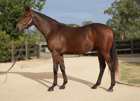 Lot 427: Harry Angel (IRE) / Meschever