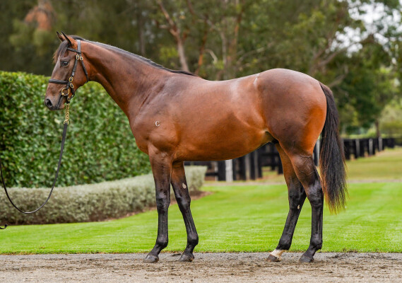 Lot 6: Kingman (GB) / Our New Buddy (IRE)