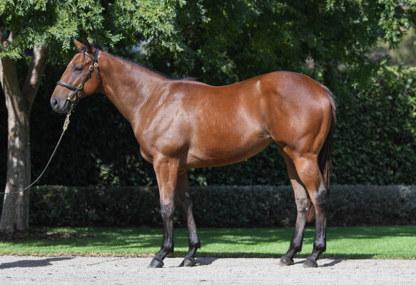 Lot 10: Snitzel / Paris Dior