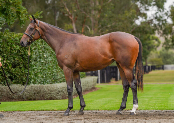 Lot 25: Yes Yes Yes / Pretty Amazing