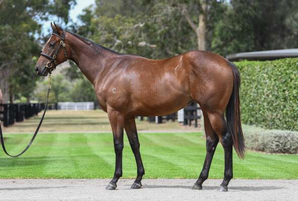 Lot 29: Home Affairs / Princess Posh