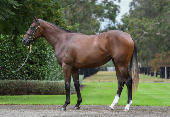 Lot 128: Justify (USA) / Sunlight