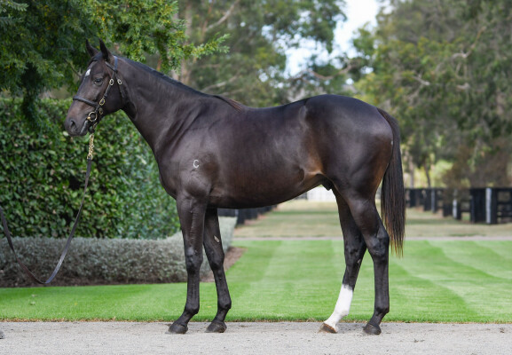 Lot 134: Wootton Bassett (GB) / Sweetest Thing (IRE)