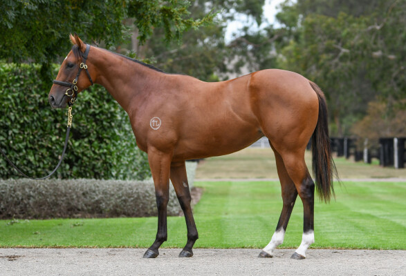 Lot 147: The Autumn Sun / The King's Widow