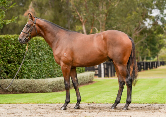 Lot 165: Home Affairs / Twinkle (IRE)