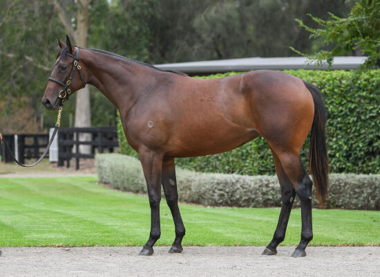Lot 174: Wootton Bassett (GB) / Vinicunca