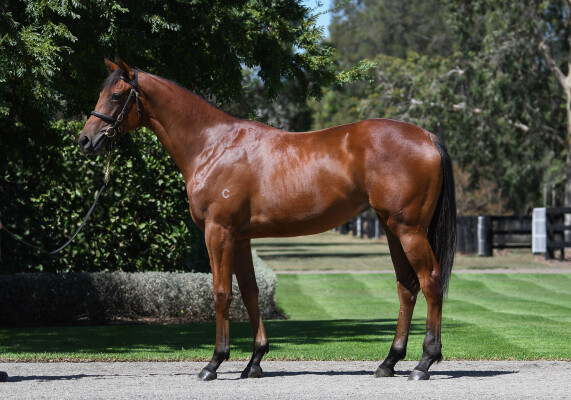 Lot 213: St Mark's Basilica (FR) / Amicus