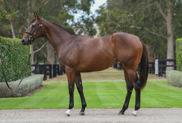 Lot 247: Snitzel / Celebrity Miss