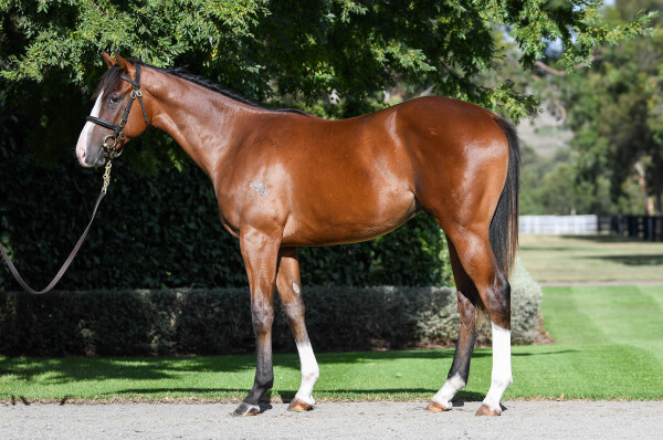 Lot 262: Justify (USA) / Crystal Fountain (NZ)