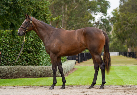 Lot 271: Frankel (GB) / Diamondsareforever (IRE)
