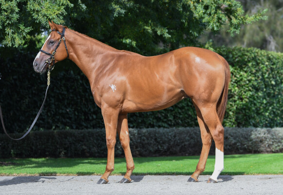 Lot 275: Justify (USA) / Dubai Star