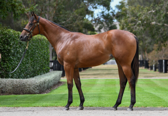 Lot 283: Justify (USA) / El Dorado Dreaming