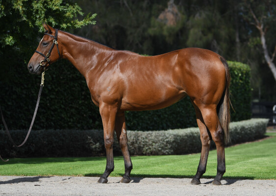 Lot 293: Justify (USA) / Ennis Hill