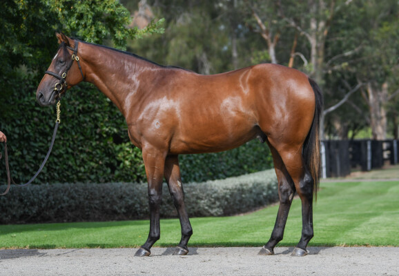 Lot 314: Justify (USA) / Fix (NZ)