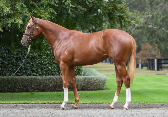 Lot 344: St Mark's Basilica (FR) / I'll Have a Bit