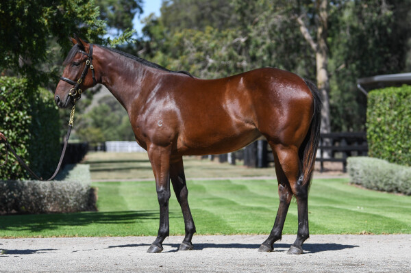 Lot 381: Wootton Bassett (GB) / Lady of Honour