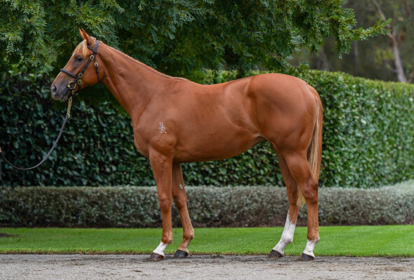 Lot 402: Home Affairs / Luck on Sunday (IRE)