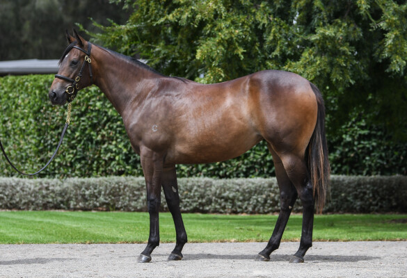 Lot 445: Snitzel / Mizzy